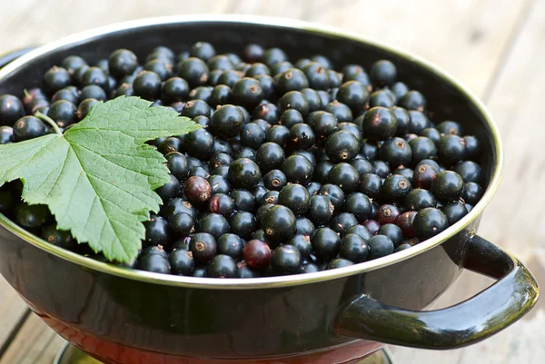 Frische schwarze Johannisbeere in Schüssel Stockbild