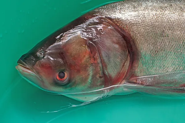 Fisch Silberkarpfen, Hypophthalmichthys molitrix Stockbild