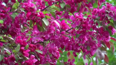 Kırmızı çiçek açması elma ağacı