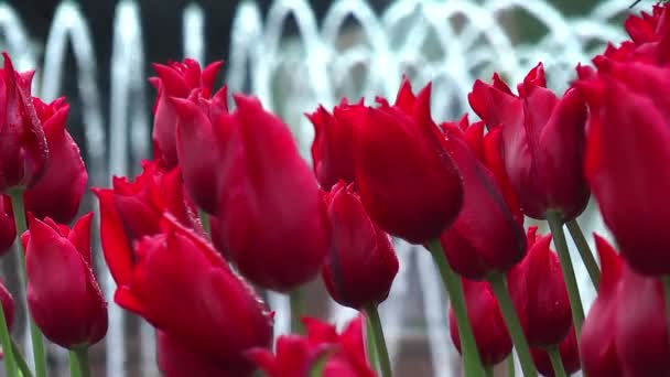 Макро червоних тюльпанів — стокове відео
