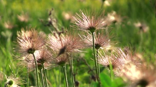 Macro vista de flores silvestres en prado tejiendo por el viento — Vídeo de stock