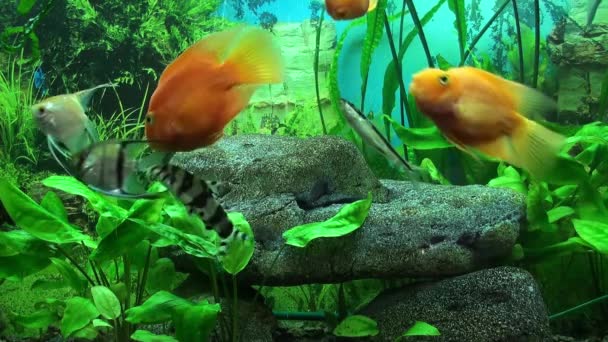 Beautiful aquarium with gold fishes — Stock Video