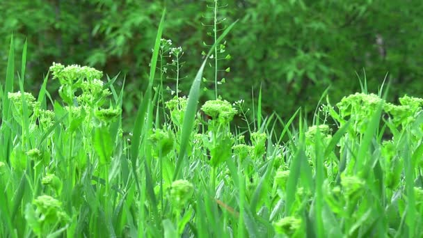 Vegetazione prativa sotto la pioggia — Video Stock