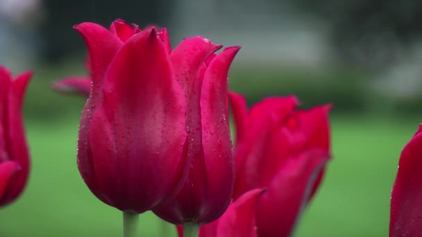 Makro aus roten Tulpen — Stockvideo