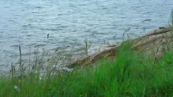 Grama balançando junto ao lago — Vídeo de Stock