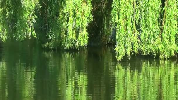 Salix på vatten — Stockvideo