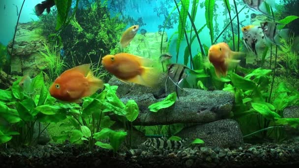 Beautiful aquarium with gold fishes — Stock Video