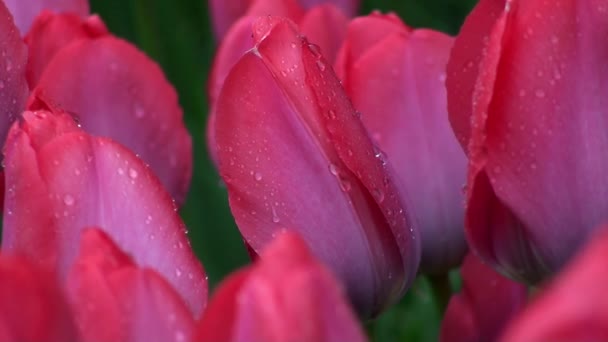 Макро из красных тюльпанов — стоковое видео