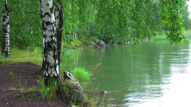 Abedules junto al lago — Vídeos de Stock