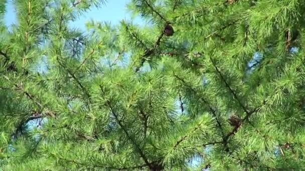 Rüzgar tarafından dokuma Karaçam ağacı görünümünü kapat — Stok video