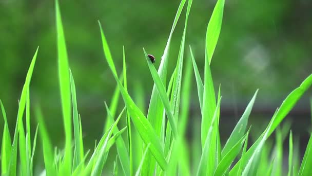 Gras im Regen und Marienkäfer — Stockvideo