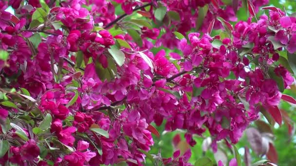 Red blossoming apple tree — Stock Video