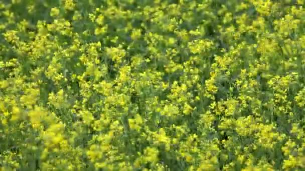Vista próxima de flores de estupro no prado — Vídeo de Stock