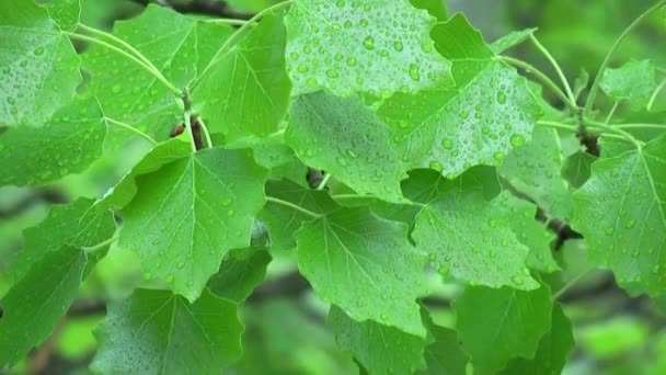 Schaukelnde Blätter bei Regen aus nächster Nähe — Stockvideo