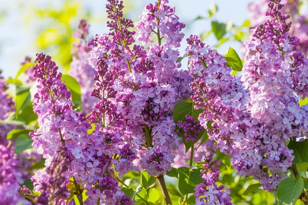 Lila bloemen — Stockfoto