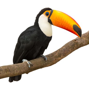 tukan