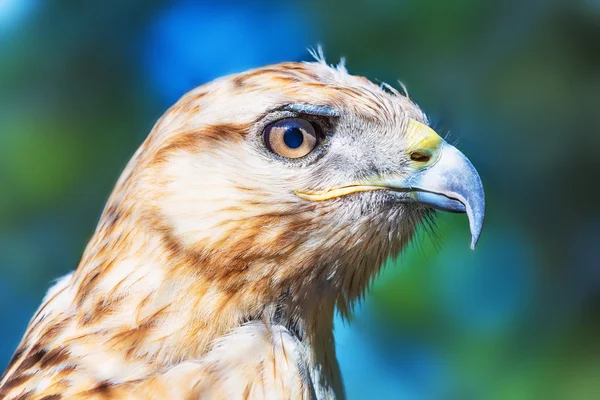Red-tailed Hawk — Stock Photo, Image