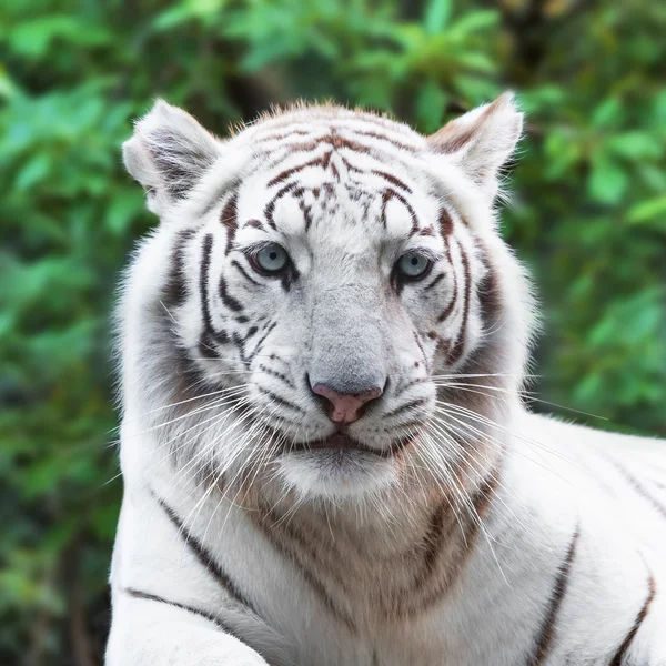 White tiger Stock Image