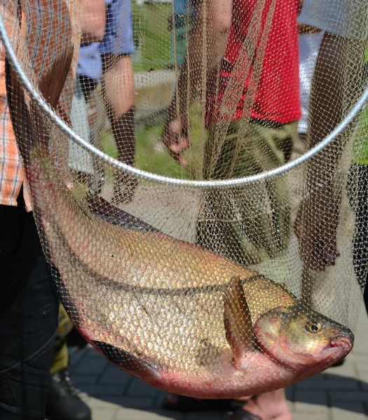 Fisch im Netz — Stockfoto