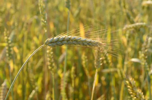 Chiusura dell'orecchio di segale — Foto Stock