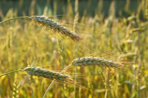 Close up of rye ears — Stock Photo, Image