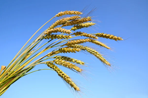 Gambi di frumento maturo — Foto Stock