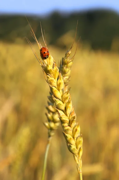 Uğur böceği ve buğday kulak — Stok fotoğraf