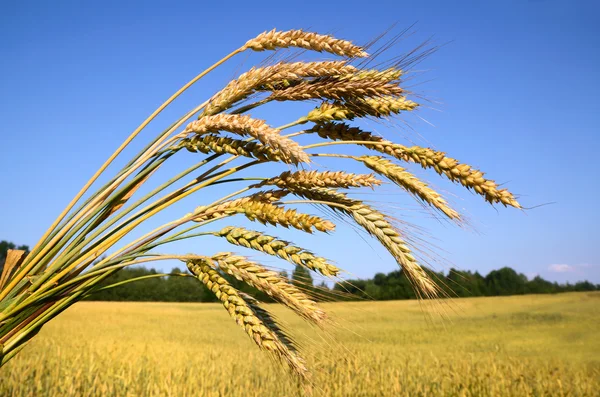 Ripe wheat and farm field — Stock Photo, Image