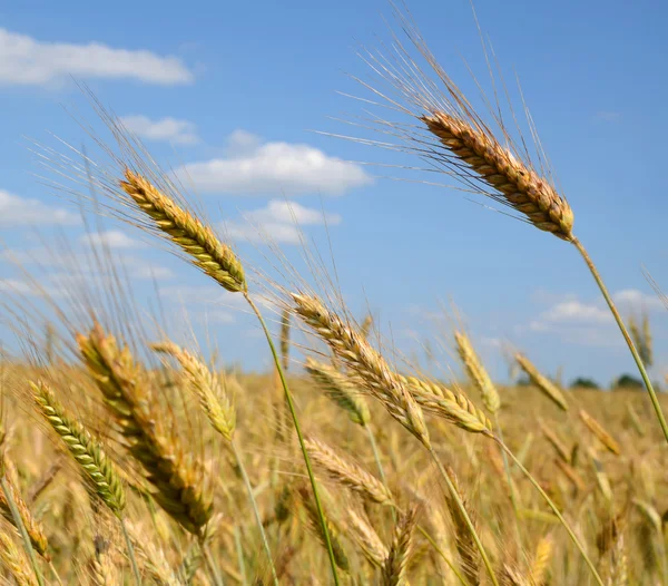 Campo dell'orecchio di segale — Foto Stock