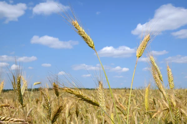 Wheat field — Stock Photo, Image