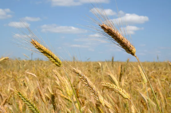 Ripe wheat — Stock Photo, Image