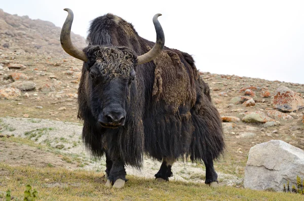 Brown tibetan yak — Stock Photo, Image