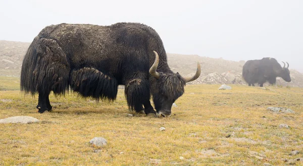 Iaques tibetanos em pasto — Fotografia de Stock