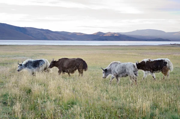 Manada de yaks — Foto de Stock