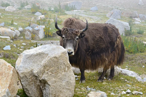 Tibetan yak — Stock Photo, Image