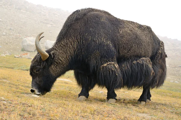 Tibetských jaků na pastvině — Stock fotografie
