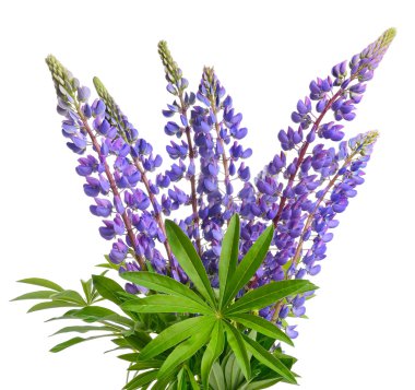 vahşi lupines