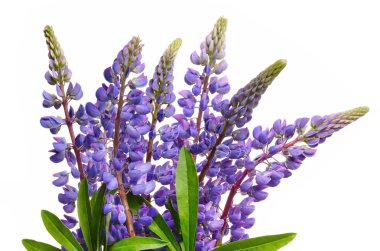 Mavi lupines