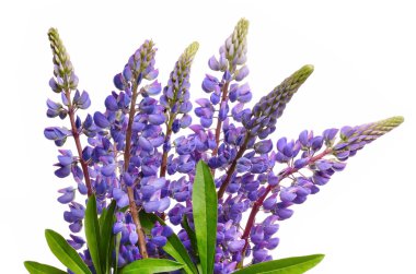 Blue lupines clipart