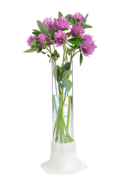 Clover in test tube — Stock Photo, Image