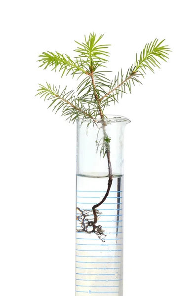 Fir tree in test tube — Stock Photo, Image