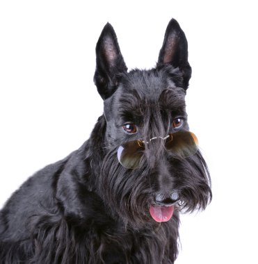 siyah İskoç terrier