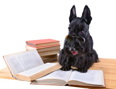 köpek kitapları