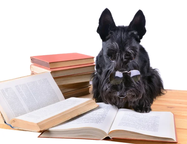 Terrier leitura — Fotografia de Stock