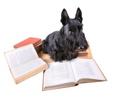 Kitap Okunuyor
