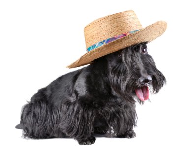 oturma İskoç terrier