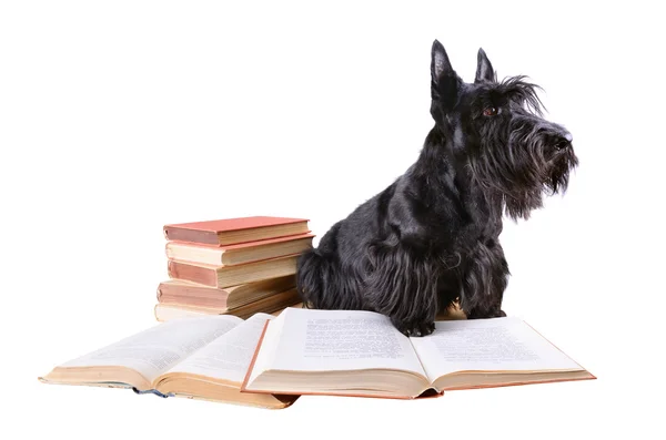Terrier escocês com livros — Fotografia de Stock