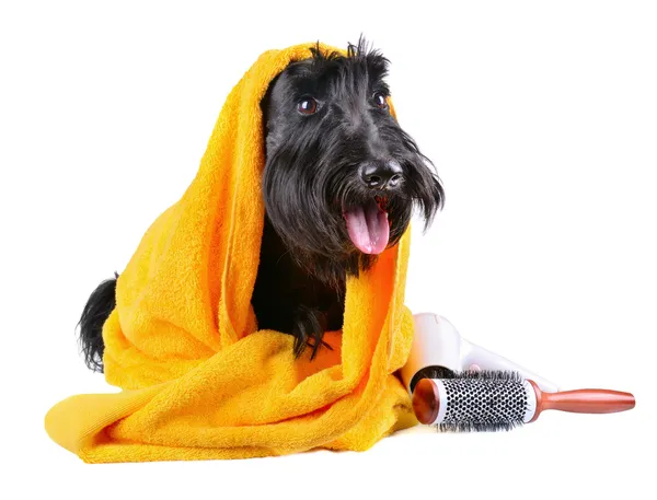 After bath — Stock Photo, Image