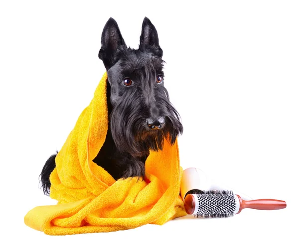 Chien après bain — Photo