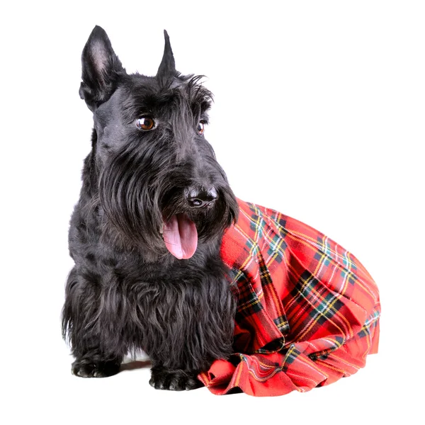 Σκύλος στη σκωτσέζικη φούστα — Φωτογραφία Αρχείου